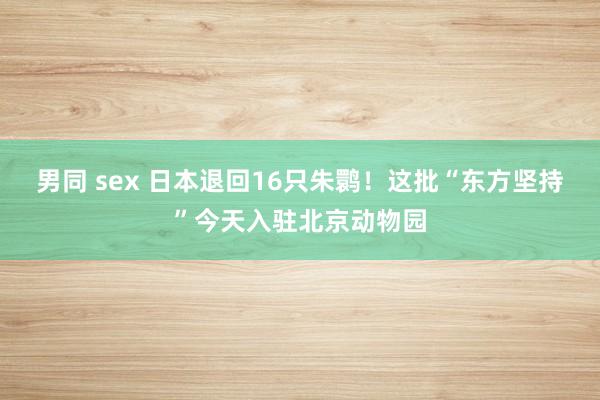 男同 sex 日本退回16只朱鹮！这批“东方坚持”今天入驻北京动物园